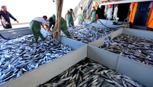 İşte tezgahta balık fiyatları