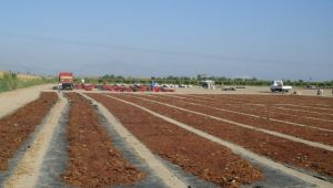 VOLKSWAGEN Mİ,MANİSA’NIN SULTANİYE ÜZÜMÜ MÜ?