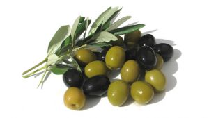 SİNEK, SAHTEKARLIK, AFRİN YAĞI VE FİYAT DÜŞÜŞÜ ZEYTİNCİYE ZARAR YAZIYOR