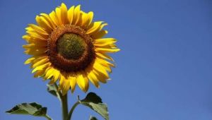 MOLDOVA'DAN AYÇİÇEĞİ, MISIR VE ÇOBAN İTHAL ETMENİN UTANCI