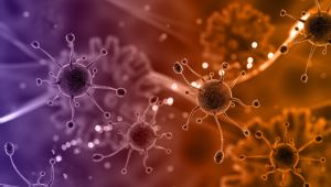 Rusya’da Afrika domuz vebası görüldü