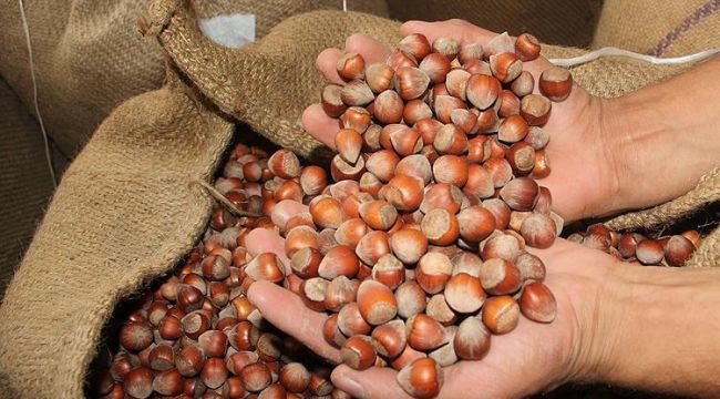 Fındık fiyatları geriledi