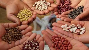 Tohumların yüzde 75'ine hibe