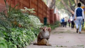 Sosyal mesafe maymunlarda da işe yarıyor!