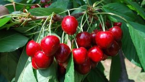 Türk kirazından sonra Türk elmasına Uzakdoğu vizesi