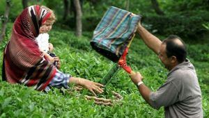 Yaş çay alım fiyatının 10 yıllık seyri
