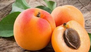 Kayısı tazeyken boylanarak tünellerde kurutulacak kalitesi artacak ihraç fiyatı yükselecek