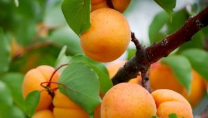 Kayısıda düşük rekolte beklentisi