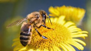 Kırıkkale'de yetiştirilen ana arılar ülke geneline satılabilecek