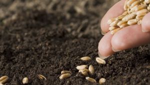 Tohum Ar-Ge'sinde Doğru Zannedilen Yanlışlar ve Hibrit Tohum