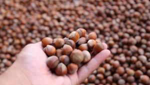 2020 yılı tahmini fındık rekoltesi 670 bin ton