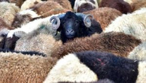 Kredi kartıyla veya taksitle kurban kesilir mi?