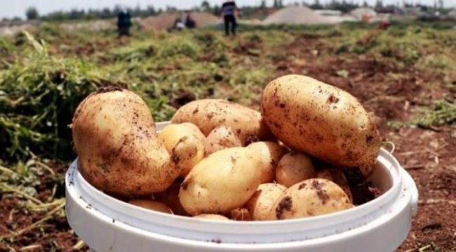 Patates ve soğan ihracatında ön izin şartı kalktı