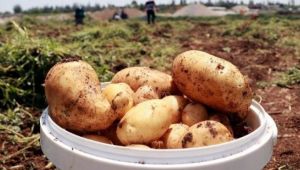 Patates ve soğan ihracatında ön izin şartı kalktı