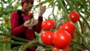Rusya, domates kotasını kaldırmayı tartışıyor