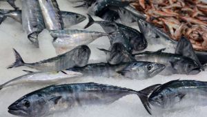 “Hopa’dan İğneadaya kadar Karadeniz Palamut dolu”