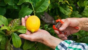 Limondaki ihracat kısıtlaması kaldırıldı
