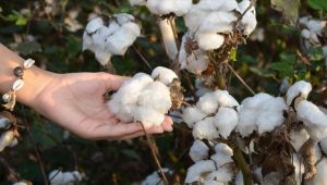 Pamukta üretim düşerken ithalat patladı: Sadece Yunanistan'dan ithal edilen lif pamuk Ege Bölgesi'ndeki üretimden fazla