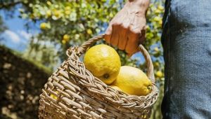 Pandemi yaş meyve sebze ve mamulleri ihracatına fren yaptıramadı