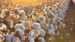 Beyaz altın destek bekliyor