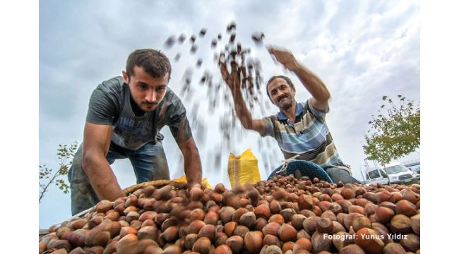 “Fındık Üretimi, İklim Krizinden Derinden Etkileniyor”