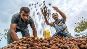 “Fındık Üretimi, İklim Krizinden Derinden Etkileniyor”