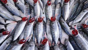 Karadeniz'e açılan balıkçılar kasa kasa palamut ve mezgit yakaladı