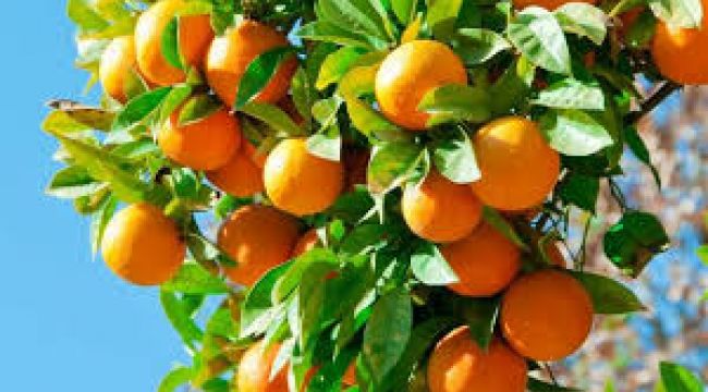 Narenciye ihracatında kısıtlama beklenmiyor