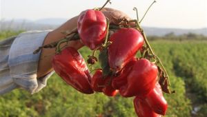 Salçalık biberler tarlada çürüyor! 40 kuruşa alıcı yok
