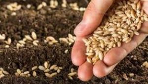 Tarım Bakanlığı tohuma yüzde 20 zam yaptı