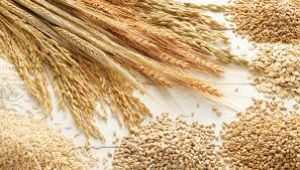 Buğday, arpa ve mısırın gümrük vergisi sıfırlandı
