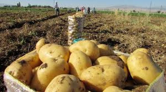 Çiftçi patatesi zararına satıyor