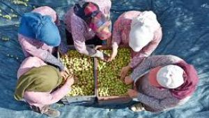 Hedef, sofralık zeytin ihracatında rekor tazelemek