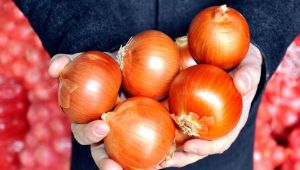 Kuru Soğan Krizi