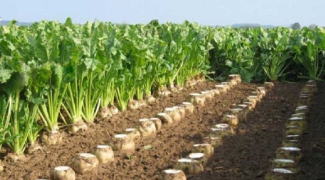 ‘Şeker pancarı taban fiyatı hayal kırıklığı yarattı’
