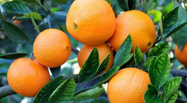 Yaş meyve ve sebze ihracatına narenciye etkisi