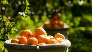 Mandalina ihracatında hedef 400 milyon dolar