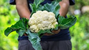 2 ay önce değeri olmayan karnabahar şimdi cep yakıyor