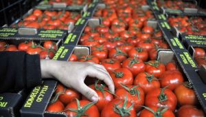 Rusya, domates kotasını artırdı