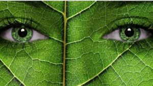 İKLİM ZİRVESİ VE İKLİM KRİZİ