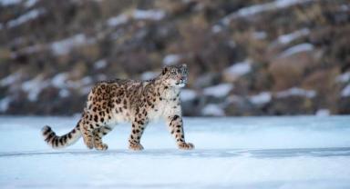 Çin’deki kar leoparlarının sayısı 1200’e ulaştı