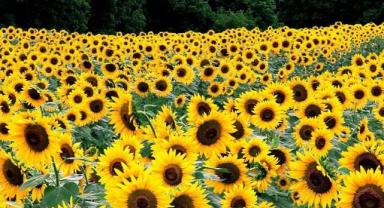 Ayçiçeği tohumu ithalatında gümrük vergisi belirlendi