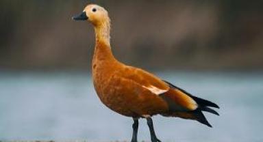 Doğaya Kanat Açtık projesinde bir haftada iki kez görüntülendi