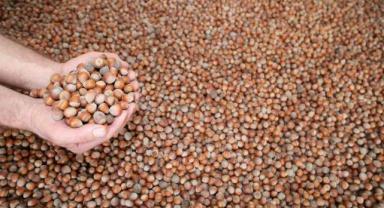 “300 bin ton fındık ihracatı hedefliyoruz”