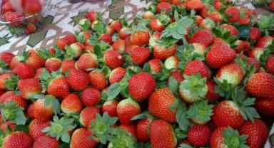 Adana'da kış ayında çilek hasadı: Kilosu 80 TL, bahçeye müşteriler kendileri toplamaya geliyor