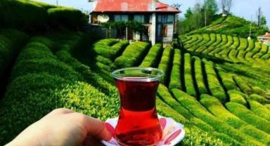 Çay ihracatı rekora koşuyor