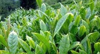 Çayda fark ödemesi 30 kuruş oldu