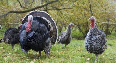 Yılbaşı hindisinin kilosu ne kadar?