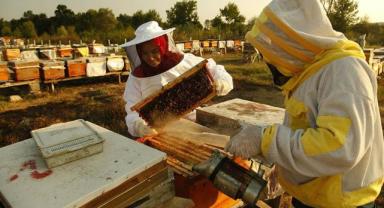Doğu Karadeniz'den geçen yıl 2 milyon doları aşkın bal ihraç edildi