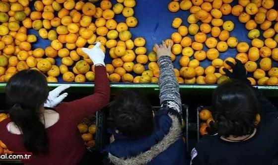 Narenciye ihracatından 904 milyon dolar gelir